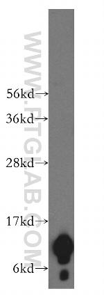NDUFA4L2 Antibody in Western Blot (WB)