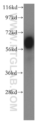 BTN2A2 Antibody in Western Blot (WB)