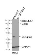 CDC25C Antibody in Western Blot (WB)