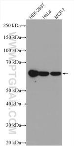 EDC3 Antibody in Western Blot (WB)