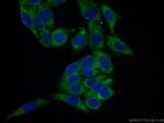 RPL26L1 Antibody in Immunocytochemistry (ICC/IF)
