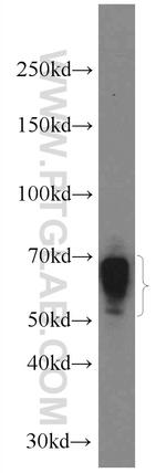 IGHD Antibody in Western Blot (WB)