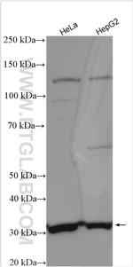 MRPL2 Antibody in Western Blot (WB)