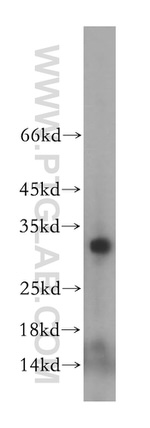 MRPL2 Antibody in Western Blot (WB)