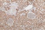 KLC4 Antibody in Immunohistochemistry (Paraffin) (IHC (P))