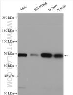 KLC4 Antibody in Western Blot (WB)