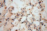 Moesin Antibody in Immunohistochemistry (Paraffin) (IHC (P))