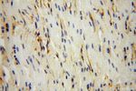 Moesin Antibody in Immunohistochemistry (Paraffin) (IHC (P))