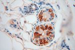 Moesin Antibody in Immunohistochemistry (Paraffin) (IHC (P))