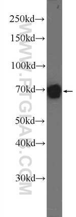 Moesin Antibody in Western Blot (WB)
