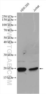 BTF3L4 Antibody in Western Blot (WB)