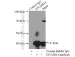 DNAJB14 Antibody in Immunoprecipitation (IP)