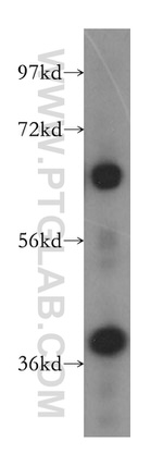 DNAJB14 Antibody in Western Blot (WB)