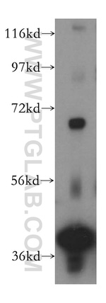 DNAJB14 Antibody in Western Blot (WB)