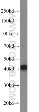DNAJB14 Antibody in Western Blot (WB)