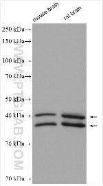 ARH3 Antibody in Western Blot (WB)