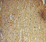 ARH3 Antibody in Immunohistochemistry (Paraffin) (IHC (P))