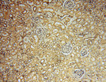 ARH3 Antibody in Immunohistochemistry (Paraffin) (IHC (P))