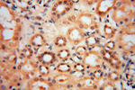 ARH3 Antibody in Immunohistochemistry (Paraffin) (IHC (P))