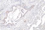 GLIPR2 Antibody in Immunohistochemistry (Paraffin) (IHC (P))