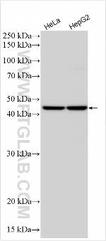 GLIPR2 Antibody in Western Blot (WB)