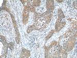 ODAM Antibody in Immunohistochemistry (Paraffin) (IHC (P))