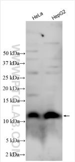 HSP10 Antibody in Western Blot (WB)