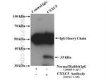 CXXC5 Antibody in Immunoprecipitation (IP)