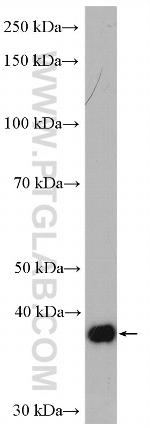 CXXC5 Antibody in Western Blot (WB)