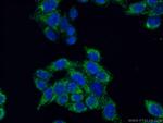 MRPL19 Antibody in Immunocytochemistry (ICC/IF)
