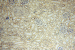 MRPL19 Antibody in Immunohistochemistry (Paraffin) (IHC (P))