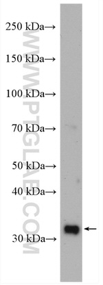 MRPL19 Antibody in Western Blot (WB)