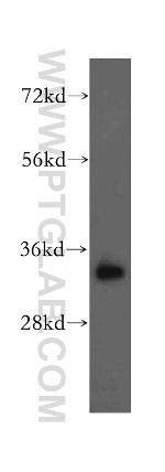 MRPL19 Antibody in Western Blot (WB)