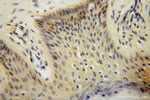 RNASEH2C Antibody in Immunohistochemistry (Paraffin) (IHC (P))