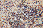 RNASEH2C Antibody in Immunohistochemistry (Paraffin) (IHC (P))