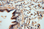 RNASEH2C Antibody in Immunohistochemistry (Paraffin) (IHC (P))
