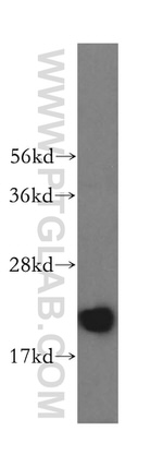 RNASEH2C Antibody in Western Blot (WB)