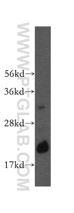 RNASEH2C Antibody in Western Blot (WB)