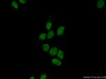SURF2 Antibody in Immunocytochemistry (ICC/IF)