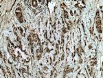 SURF2 Antibody in Immunohistochemistry (Paraffin) (IHC (P))