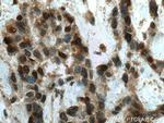 SURF2 Antibody in Immunohistochemistry (Paraffin) (IHC (P))