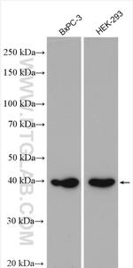 SURF2 Antibody in Western Blot (WB)