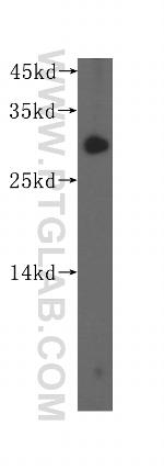 SURF2 Antibody in Western Blot (WB)