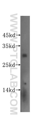 SURF2 Antibody in Western Blot (WB)