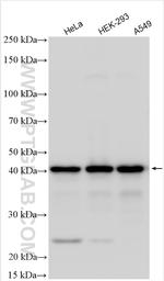 RRP15 Antibody in Western Blot (WB)