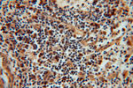 METTL6 Antibody in Immunohistochemistry (Paraffin) (IHC (P))