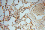 METTL6 Antibody in Immunohistochemistry (Paraffin) (IHC (P))