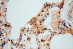 METTL6 Antibody in Immunohistochemistry (Paraffin) (IHC (P))