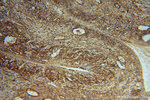 METTL6 Antibody in Immunohistochemistry (Paraffin) (IHC (P))