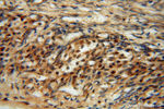 METTL6 Antibody in Immunohistochemistry (Paraffin) (IHC (P))